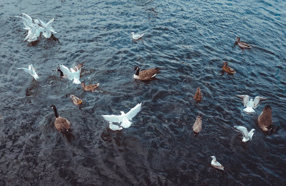 A group of various waterfowl, including several white swans and brown ducks, floating on a dark, rippling body of water. Some swans are with wings partially raised, likely in the process of landing or preening, while the ducks are scattered around, swimming in different directions. The scene appears to be outdoors, with natural lighting highlighting the texture of the water and the birds' feathers. There are no visible boats, equipment, or human activity, but the setting suggests a natural or park-based pond or lake environment, which may be part of a larger outdoor area associated with house removals or property management. This image could be used to illustrate the peaceful aspect of outdoor spaces or the importance of keeping natural habitats intact during relocation processes, aligning with services like those offered by [COMPANY_NAME] involved in home relocation and removals.